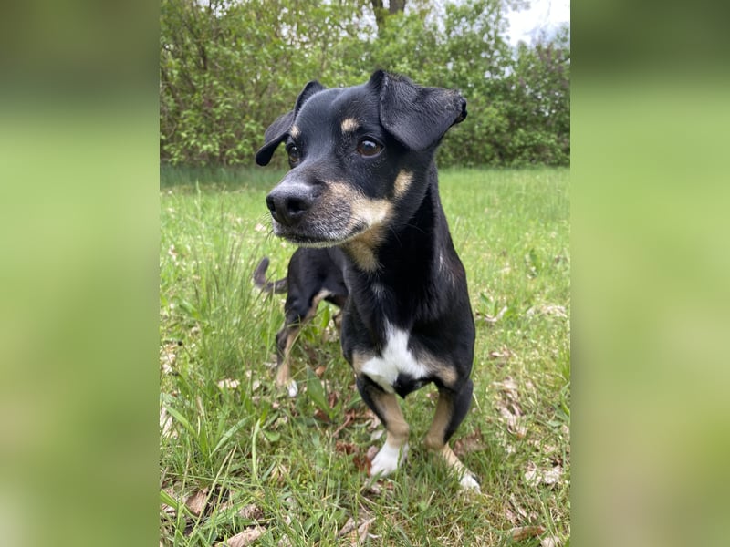 Dackelmischling Krümel sucht ein Für-immer-Zuhause!