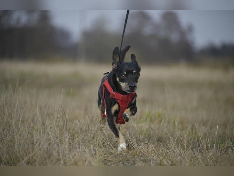 Dackelmischling Krümel sucht ein Für-immer-Zuhause!