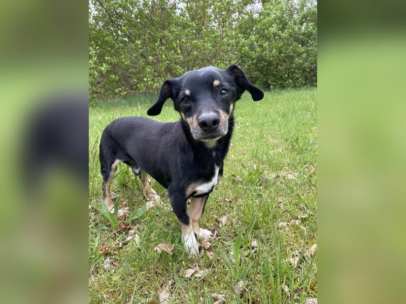 Dackelmischling Krümel sucht ein Für-immer-Zuhause!