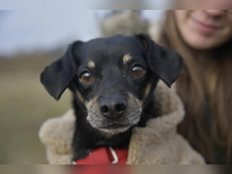 Dackelmischling Krümel sucht ein Für-immer-Zuhause!