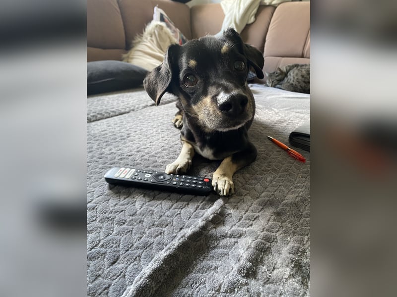 Dackelmischling Krümel sucht ein Für-immer-Zuhause!