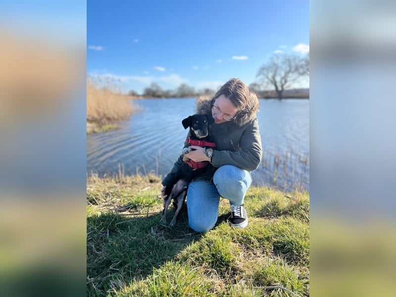 Dackelmischling Krümel sucht ein Für-immer-Zuhause!