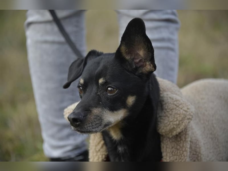 Dackelmischling Krümel sucht ein Für-immer-Zuhause!