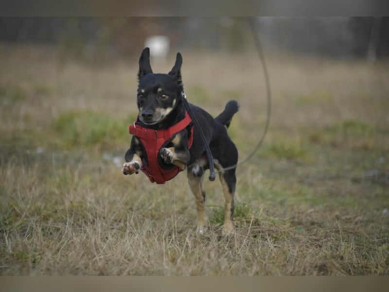 Dackelmischling Krümel sucht ein Für-immer-Zuhause!