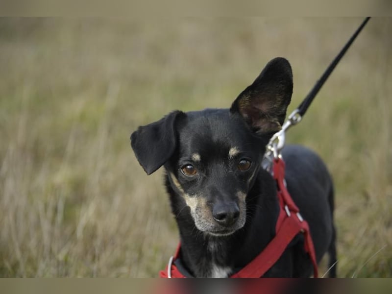 Dackelmischling Krümel sucht ein Für-immer-Zuhause!