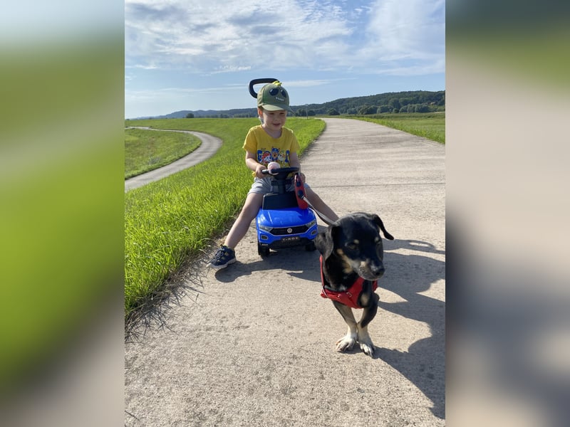 Dackelmischling Krümel sucht ein Für-immer-Zuhause!