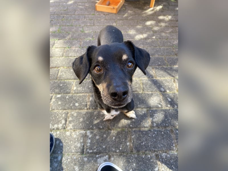 Dackelmischling Krümel sucht ein Für-immer-Zuhause!