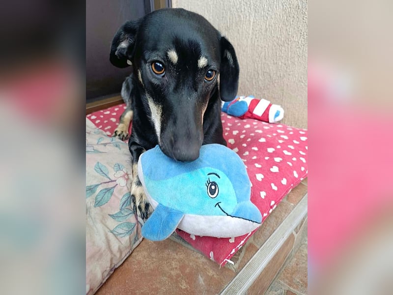 Carla - freundliche Dackelmischlings-Hündin sucht ihr Körbchen