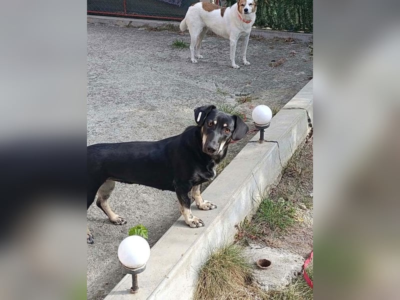 Carla - freundliche Dackelmischlings-Hündin sucht ihr Körbchen