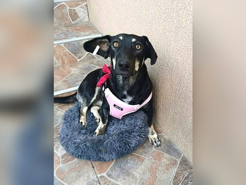 Carla - freundliche Dackelmischlings-Hündin sucht ihr Körbchen