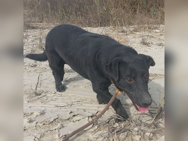 Freddy eine fröhliche Natur