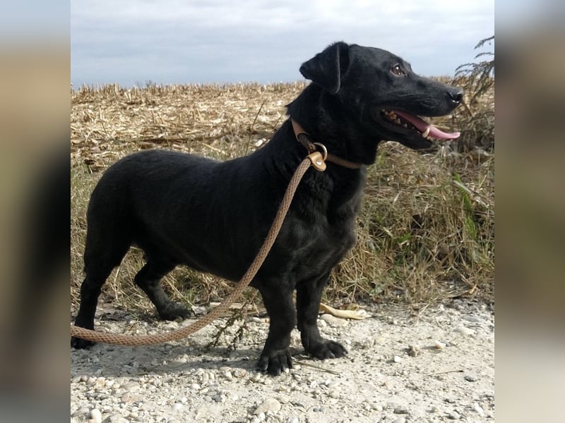 Freddy eine fröhliche Natur