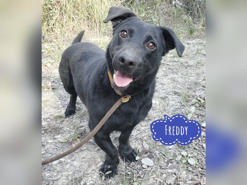 Freddy eine fröhliche Natur