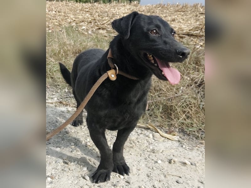 Freddy eine fröhliche Natur