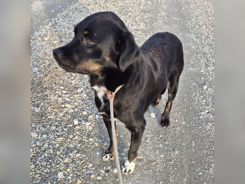 Botzi ein Engel mit gebrochenen Flügeln