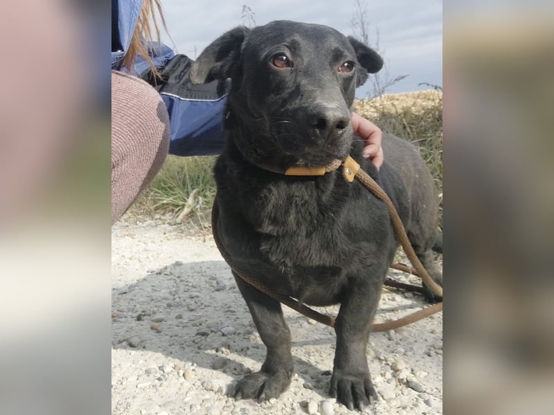 Freddy eine fröhliche Natur