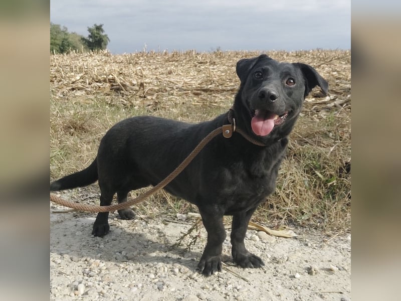 Freddy eine fröhliche Natur