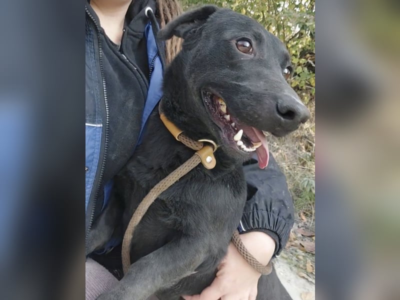 Freddy eine fröhliche Natur