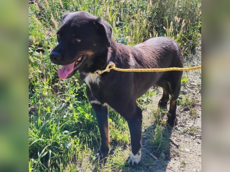 Botzi ein Engel mit gebrochenen Flügeln