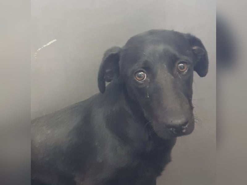 Freddy eine fröhliche Natur