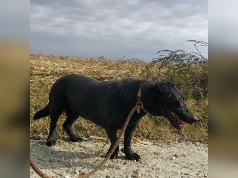 Freddy eine fröhliche Natur