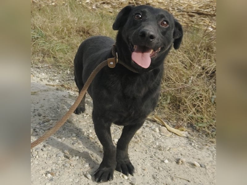 Freddy eine fröhliche Natur