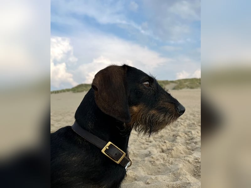 Dackelwelpen Wurfankündigung