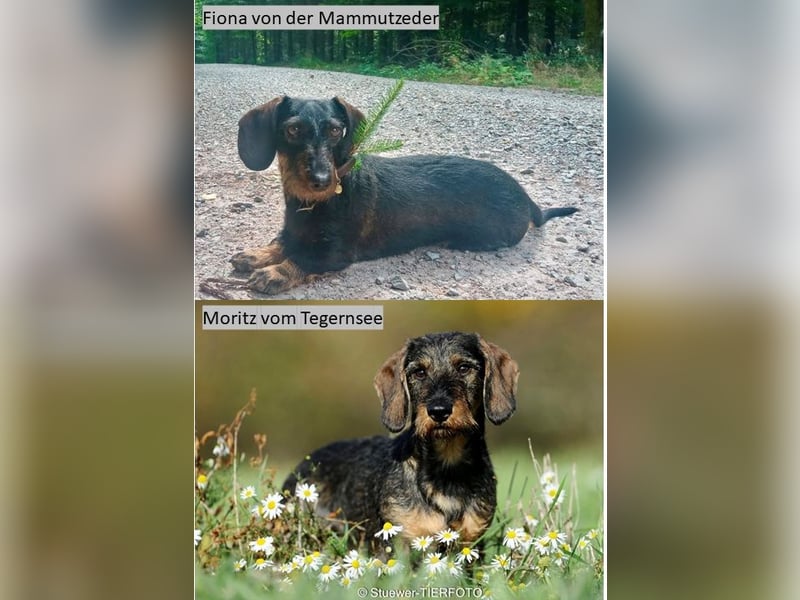 Dackelwelpen Wurfankündigung