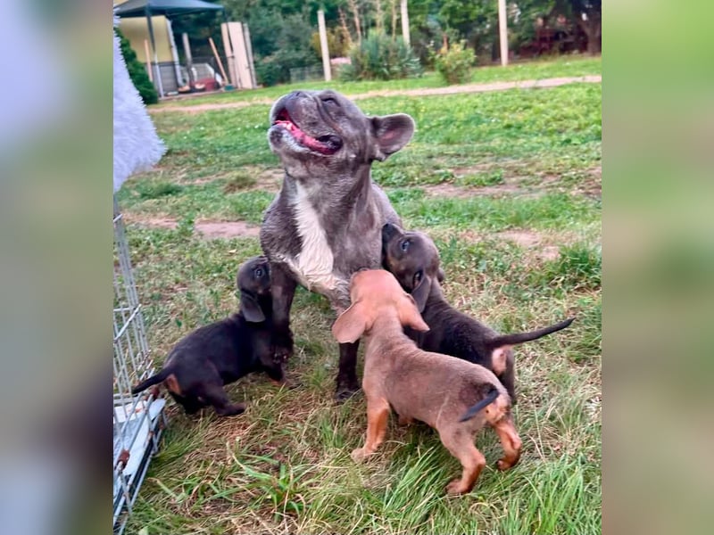 Knut BR – Kleiner Bulldoggen-Mix auf der Suche nach seinem Für-immer-Zuhause