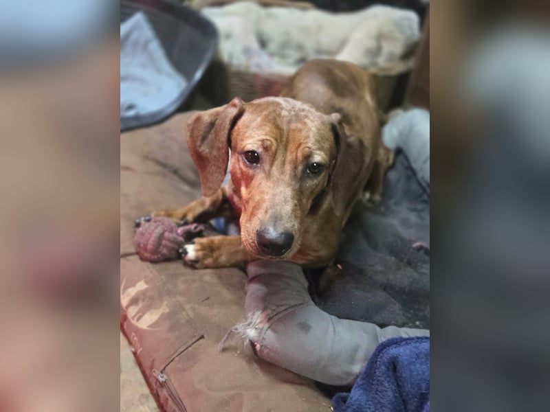 Lotti BE – süße Dackelmix Hündin sucht einfühlsames Zuhause 