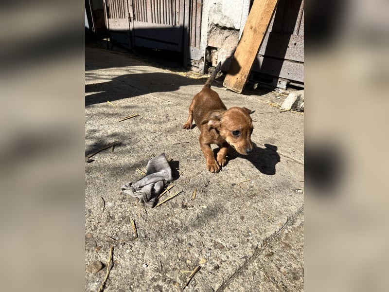 Missi – kleine Dackelmix-Hündin sucht liebevolles Zuhause 
