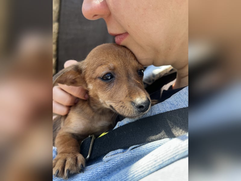 Missi – kleine Dackelmix-Hündin sucht liebevolles Zuhause 