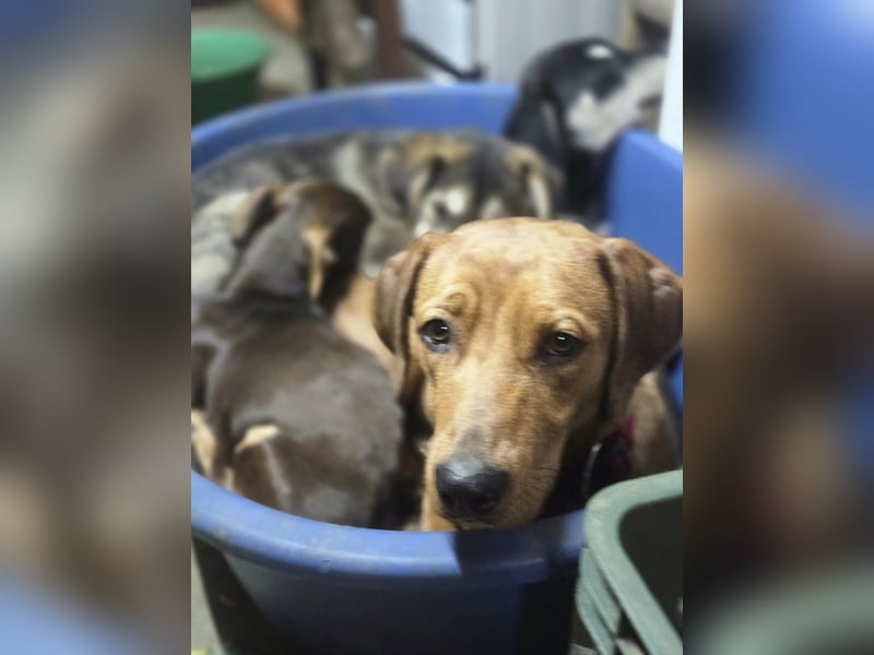 Lotti BE – süße Dackelmix Hündin sucht einfühlsames Zuhause 