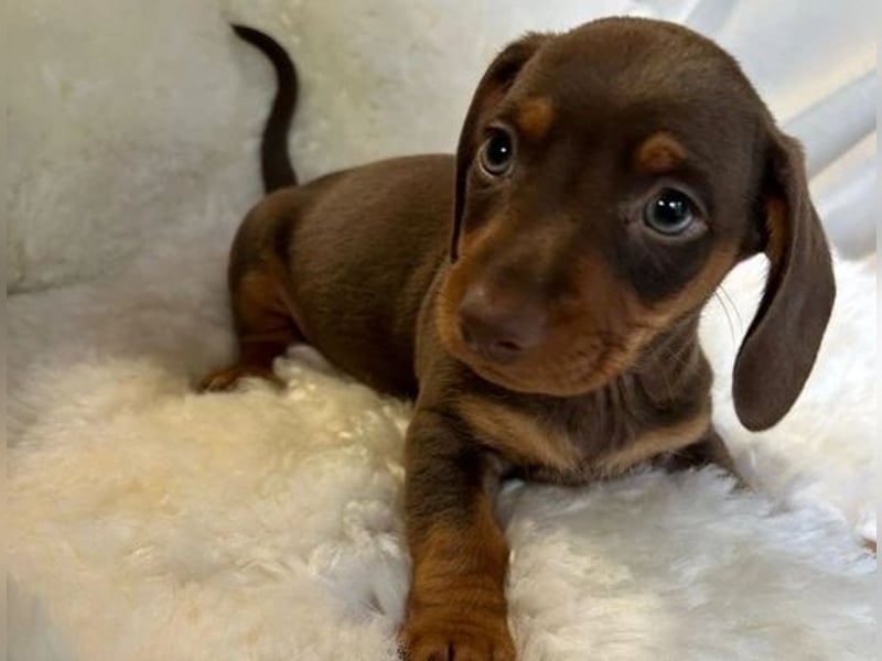 Dackel   Hündin – geimpft, entwurmt, gechipt, mit EU-Heimtierausweis