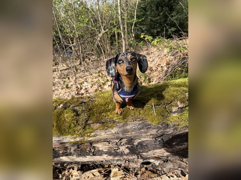 Hündin Bambi sucht ein liebevolles Zuhause