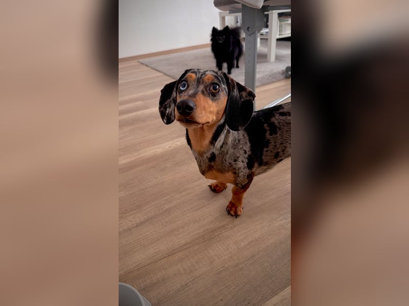 Hündin Bambi sucht ein liebevolles Zuhause