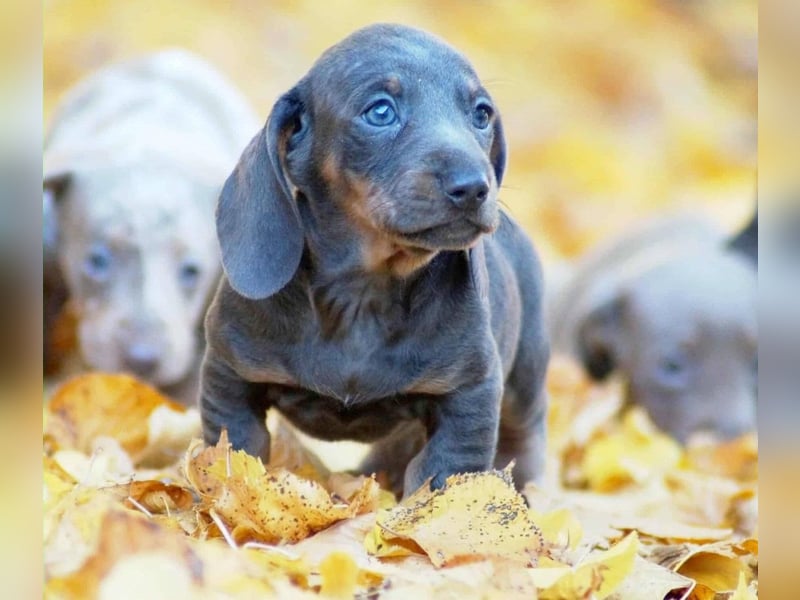 Exklusive Zwergdackel (Blau, Blue-Merle, Isabella-Merle) – Sofort reisefertig