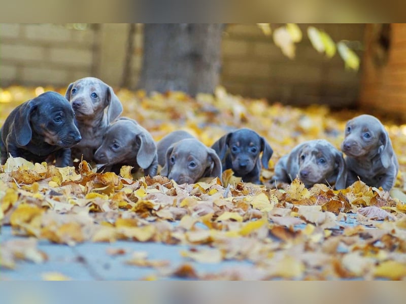 Exklusive Zwergdackel (Blau, Blue-Merle, Isabella-Merle) – Sofort reisefertig