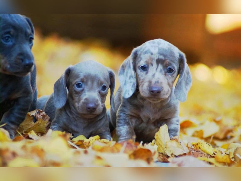 Exklusive Zwergdackel (Blau, Blue-Merle, Isabella-Merle) – Sofort reisefertig