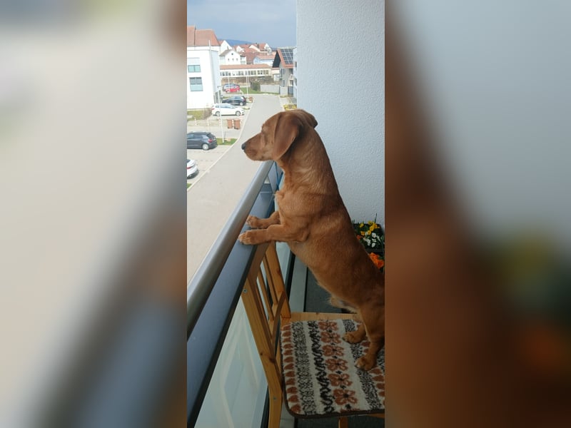 Kinderlieber Dackel