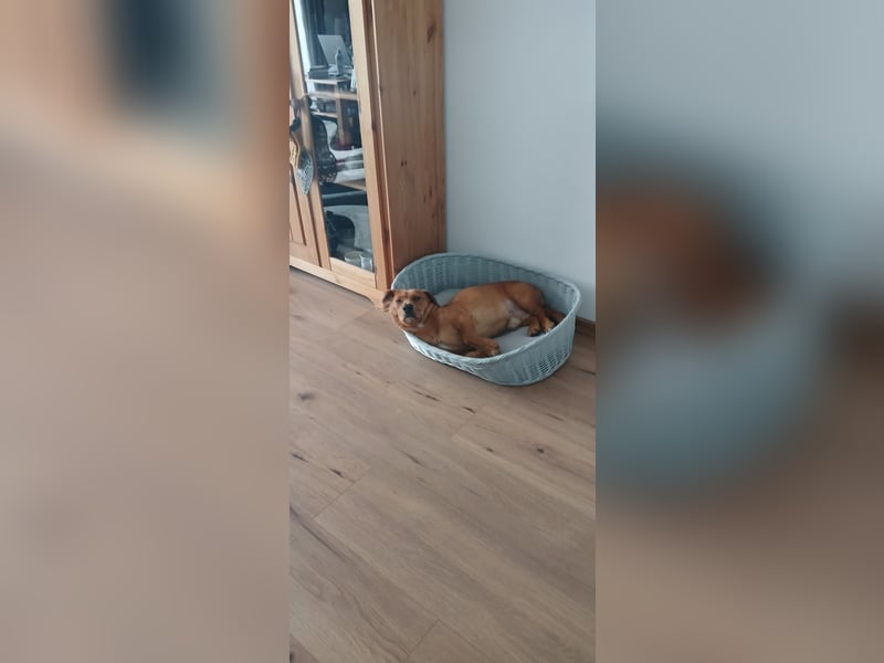Kinderlieber Dackel