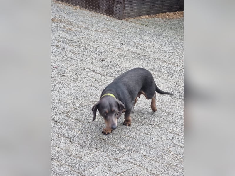 Super liebe Zwergdackel Hündin