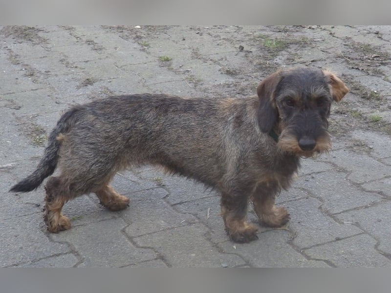 sehr ausdrucksstarke Rauhaar-Teckel Standard ab Februar in braun und saufarben abzugeben