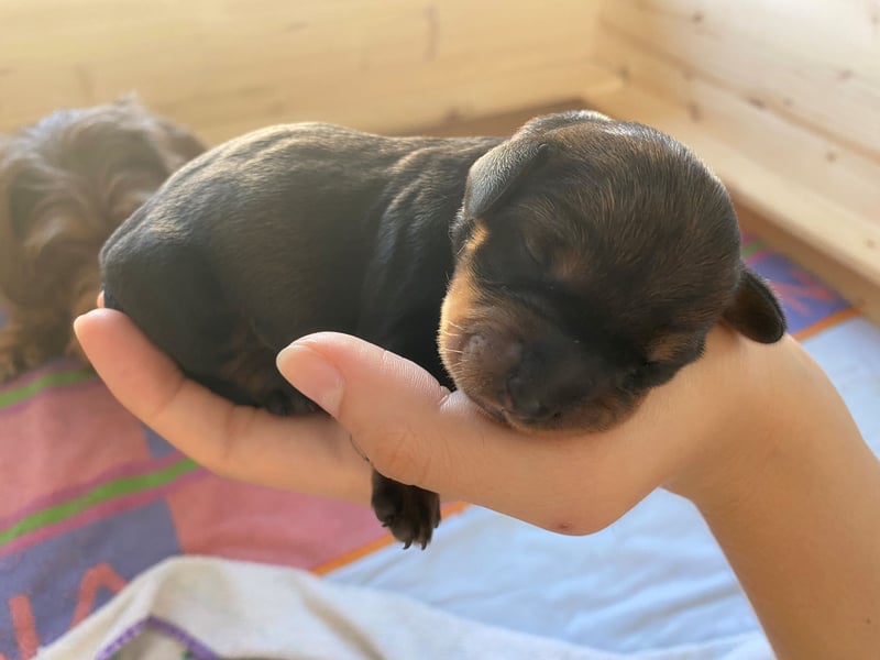 Hochwertige Rauhaar-Teckel Welpen in Standard VDH/DTK gezogen