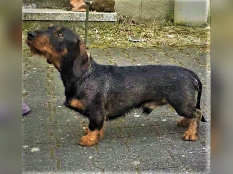 Hochwertige Rauhaar-Teckel Welpen in Standard VDH/DTK gezogen