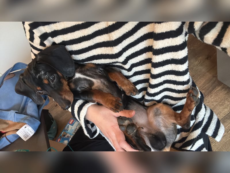 Dackel sucht liebevolles Zuhause für immer