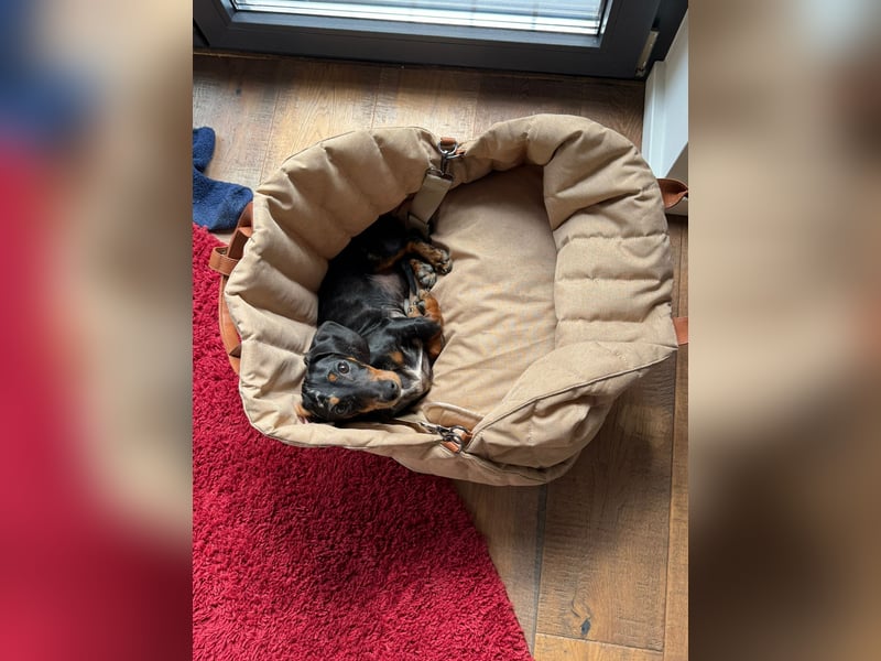 Dackel sucht liebevolles Zuhause für immer