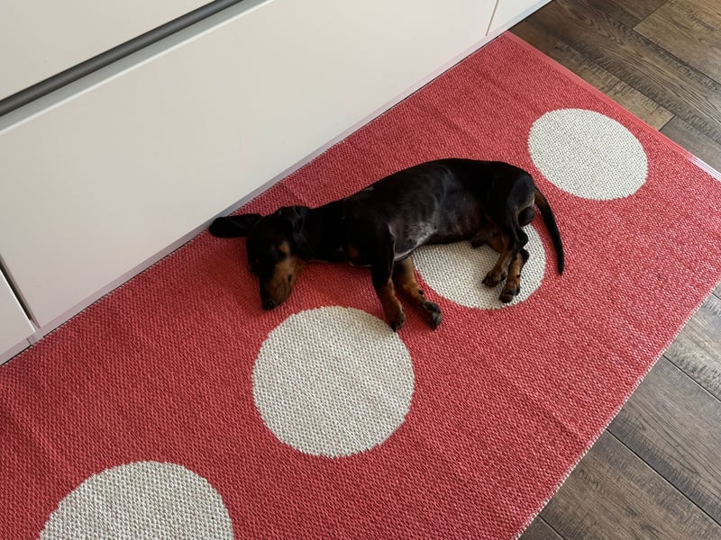 Dackel sucht liebevolles Zuhause für immer