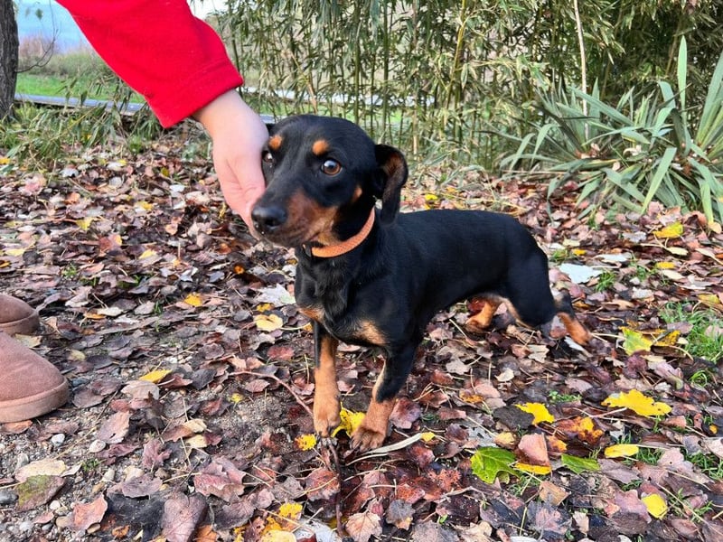 Nara - bezaubernde, freundliche, verschmuste Dackel Dame