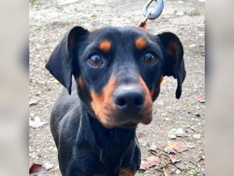 Nara - bezaubernde, freundliche, verschmuste Dackel Dame